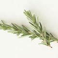 fresh rosemary sprigs