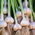 garlic